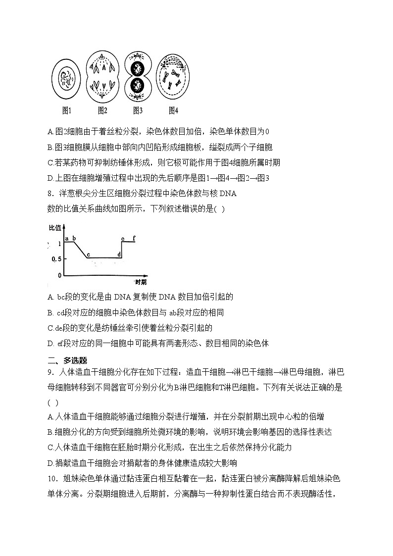 专题五 细胞的生命历程——2024届高考生物学二轮复习易错重难集训【新高考版】(含答案)第3页