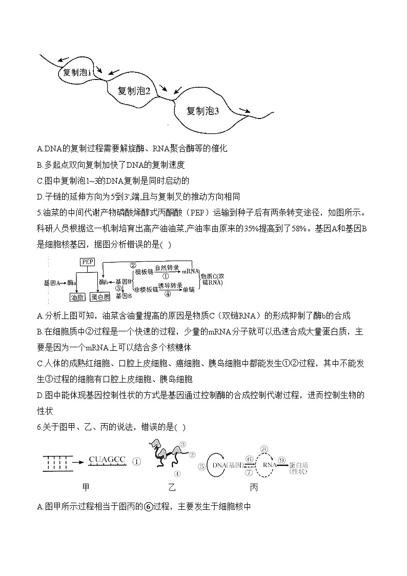 第二章 遗传的分子基础—2023-2024学年高一生物学苏教版(2019)必修二单元检测卷(A卷)02