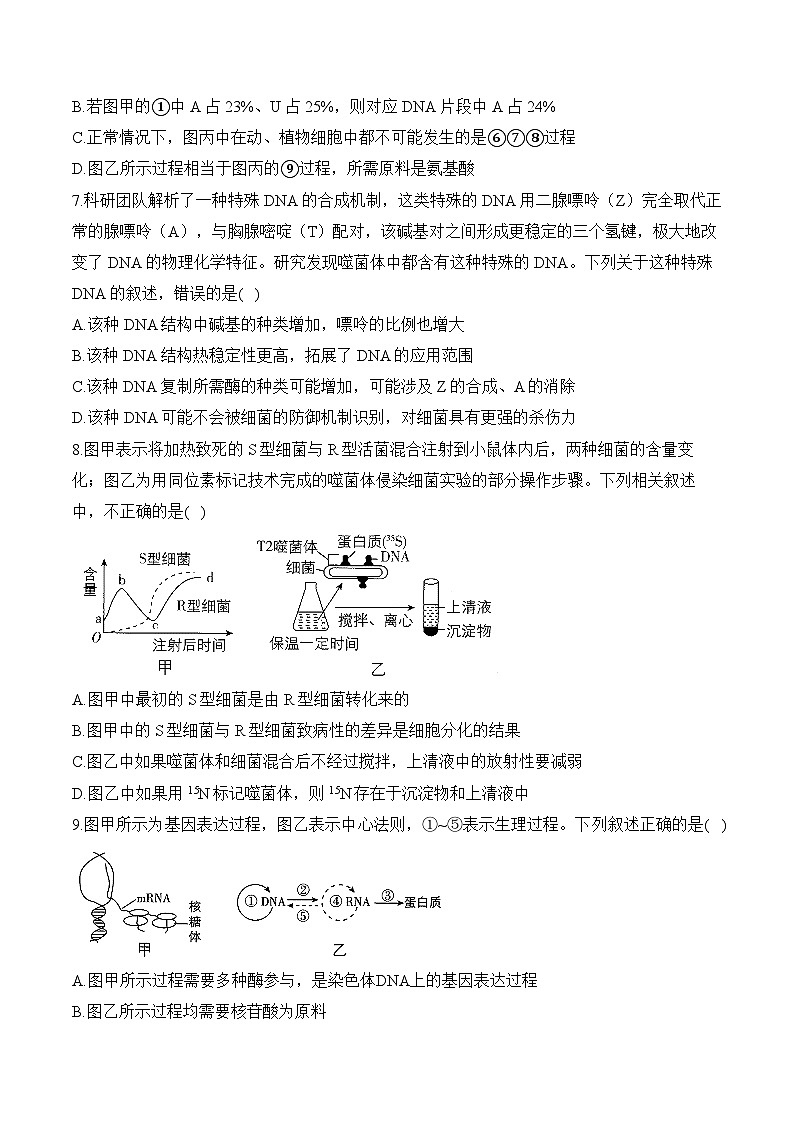第二章 遗传的分子基础—2023-2024学年高一生物学苏教版(2019)必修二单元检测卷(A卷)03