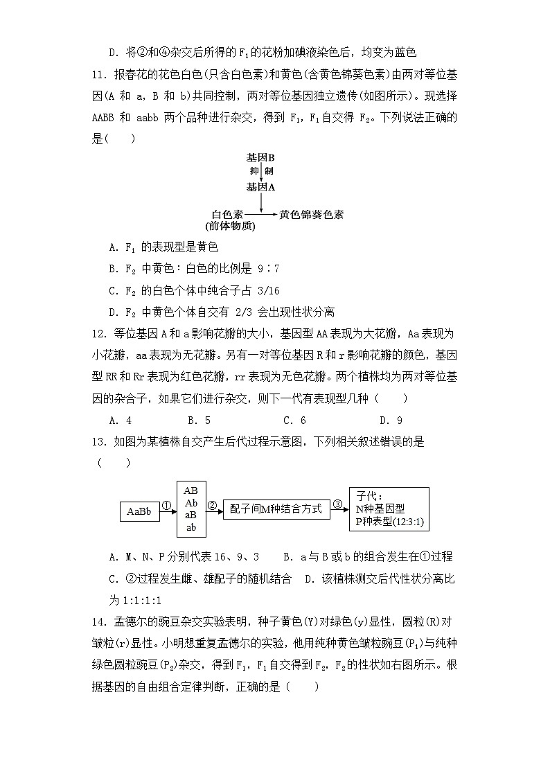人教版高中生物必修二1.2孟德尔的豌豆杂交实验(二)同步分层练习(含答案解析)第3页
