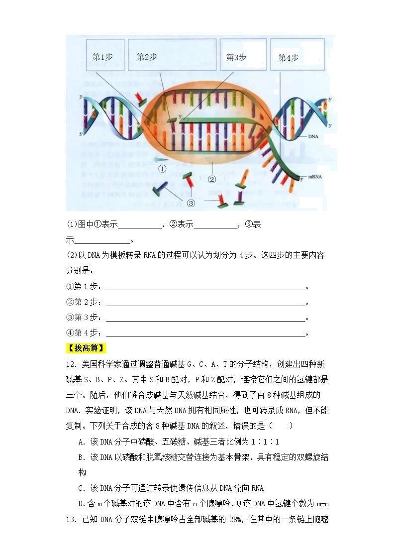 人教版高中生物必修二4.1基因指导蛋白质的合成（第一课时）同步练习（含答案解析）03