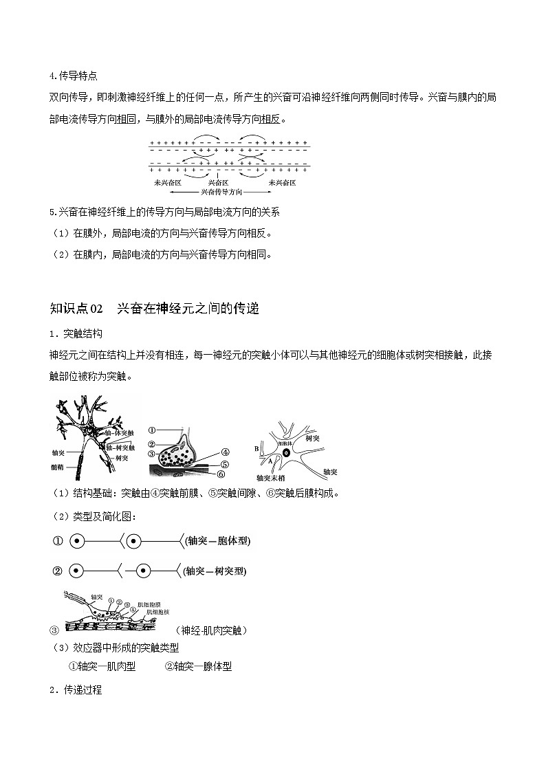 2.3 神经冲动的产生和传导(教师版)-高二生物同步精品讲义(人教版选择性必修1)第2页