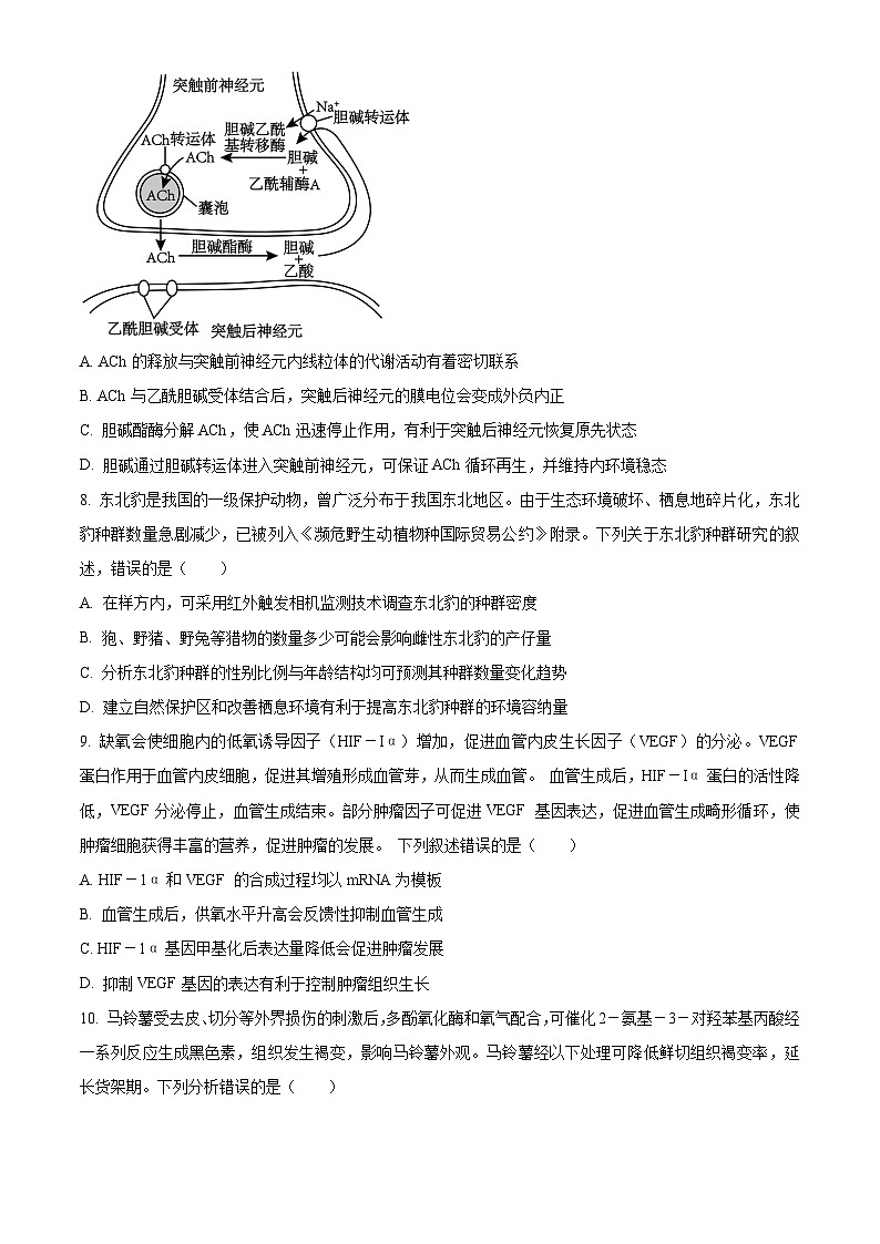 安徽省部分学校2023-2024学年高三下学期春季阶段性检测生物试题 Word版无答案第3页