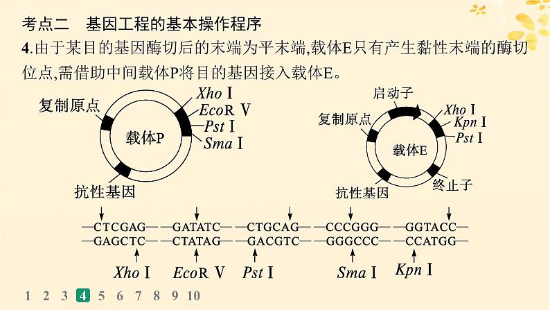 备战2025届新高考生物一轮总复习第10单元生物技术与工程课时规范练52基因工程的基本工具与操作程序课件第8页