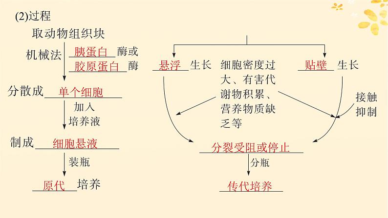 备战2025届新高考生物一轮总复习第10单元生物技术与工程第50讲动物细胞工程课件08