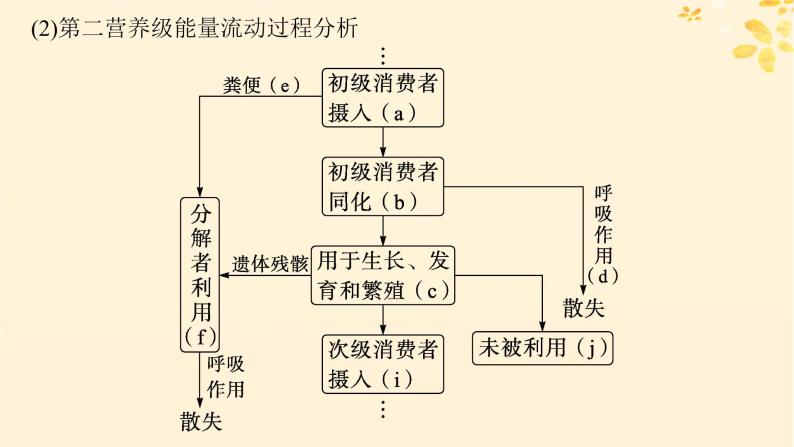 备战2025届新高考生物一轮总复习第9单元生物与环境第44讲生态系统的能量流动课件07