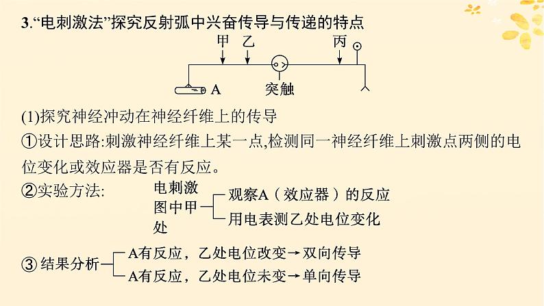 备战2025届新高考生物一轮总复习第8单元稳态与调节专题精研课11兴奋传导及相关实验探究课件第3页