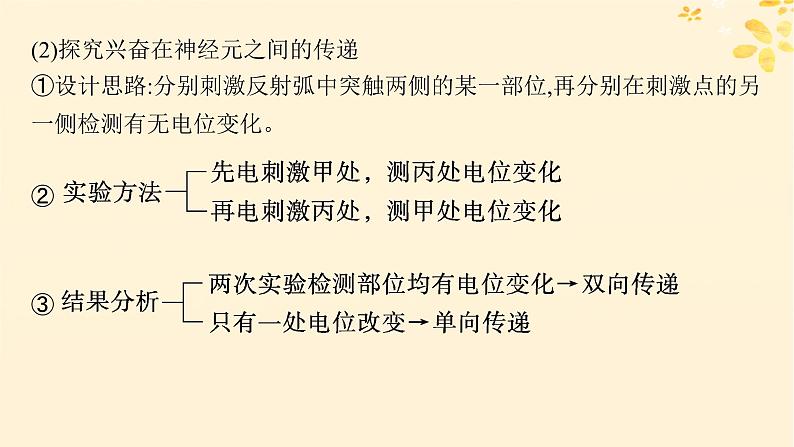 备战2025届新高考生物一轮总复习第8单元稳态与调节专题精研课11兴奋传导及相关实验探究课件第4页