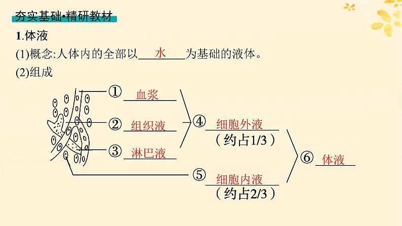 备战2025届新高考生物一轮总复习第8单元稳态与调节第30讲人体的内环境与稳态课件第4页
