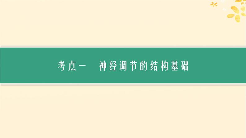 备战2025届新高考生物一轮总复习第8单元稳态与调节第31讲神经调节的结构基础及基本方式课件第3页