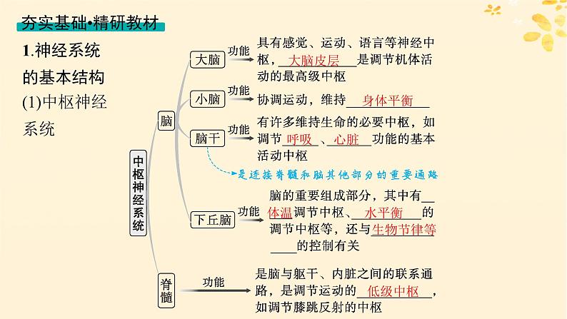 备战2025届新高考生物一轮总复习第8单元稳态与调节第31讲神经调节的结构基础及基本方式课件第4页