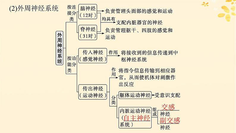 备战2025届新高考生物一轮总复习第8单元稳态与调节第31讲神经调节的结构基础及基本方式课件第5页