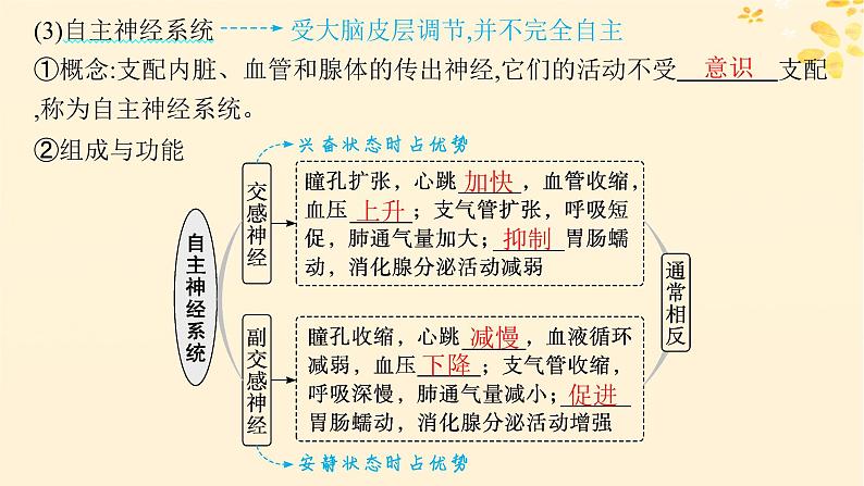 备战2025届新高考生物一轮总复习第8单元稳态与调节第31讲神经调节的结构基础及基本方式课件第6页