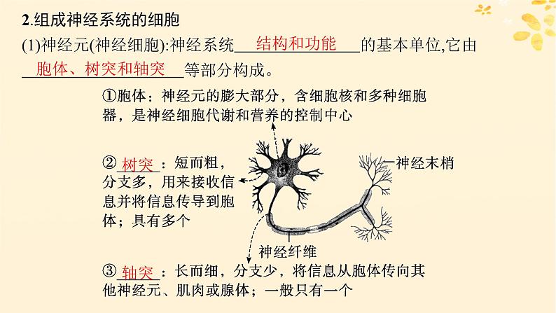 备战2025届新高考生物一轮总复习第8单元稳态与调节第31讲神经调节的结构基础及基本方式课件第8页