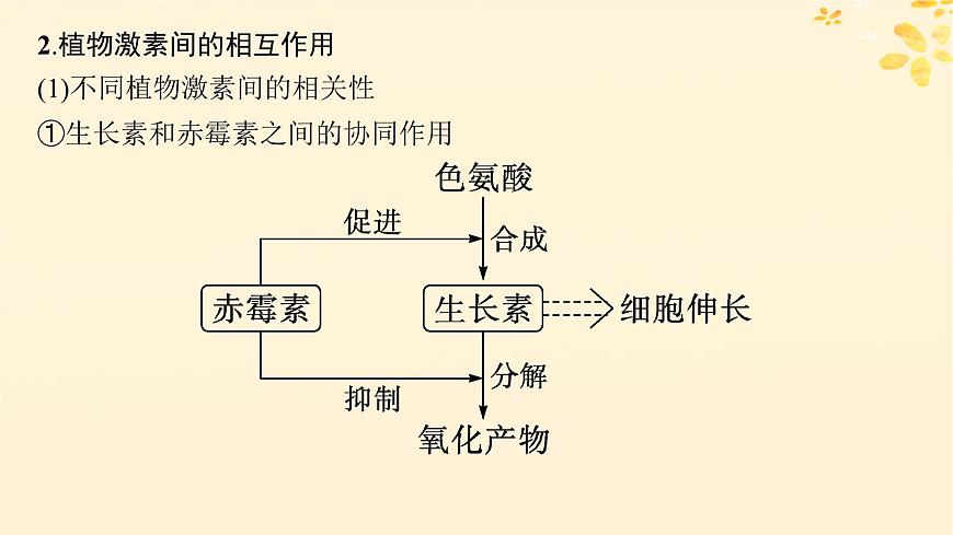 備戰(zhàn)2025屆新高考生物一輪總復習第8單元穩(wěn)態(tài)與調(diào)節(jié)第39講其他植物激素及調(diào)節(jié)植物生長調(diào)節(jié)劑的應用課件第7頁