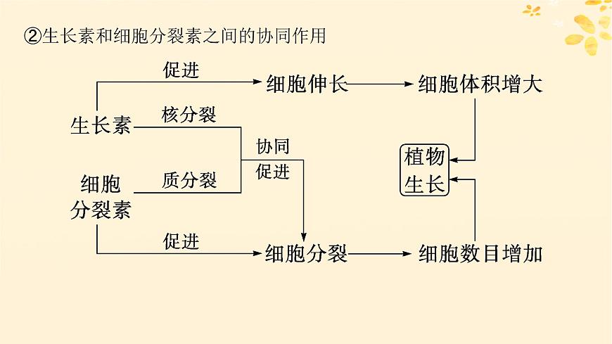 備戰(zhàn)2025屆新高考生物一輪總復習第8單元穩(wěn)態(tài)與調(diào)節(jié)第39講其他植物激素及調(diào)節(jié)植物生長調(diào)節(jié)劑的應用課件第8頁