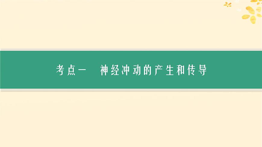 備戰(zhàn)2025屆新高考生物一輪總復(fù)習(xí)第8單元穩(wěn)態(tài)與調(diào)節(jié)第32講神經(jīng)沖動(dòng)的產(chǎn)生傳導(dǎo)和傳遞課件第3頁