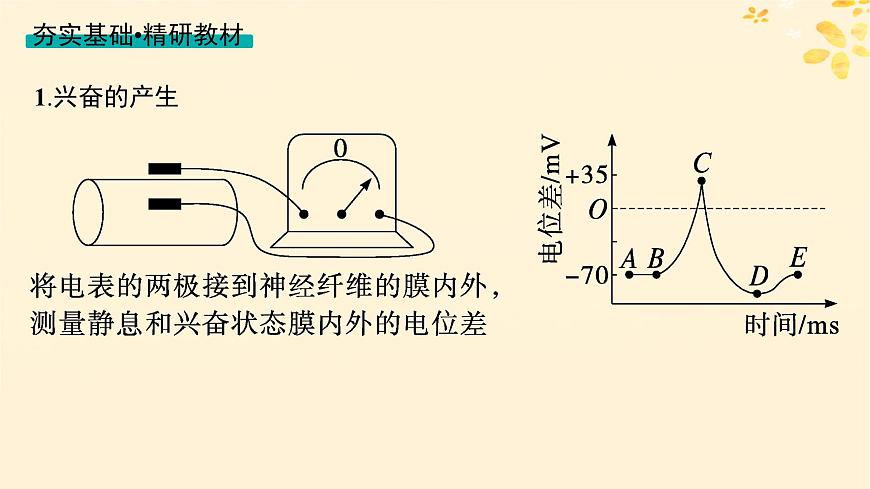 備戰(zhàn)2025屆新高考生物一輪總復(fù)習(xí)第8單元穩(wěn)態(tài)與調(diào)節(jié)第32講神經(jīng)沖動(dòng)的產(chǎn)生傳導(dǎo)和傳遞課件第4頁