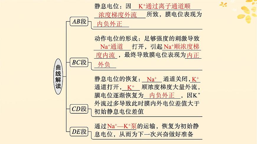 備戰(zhàn)2025屆新高考生物一輪總復(fù)習(xí)第8單元穩(wěn)態(tài)與調(diào)節(jié)第32講神經(jīng)沖動(dòng)的產(chǎn)生傳導(dǎo)和傳遞課件第5頁