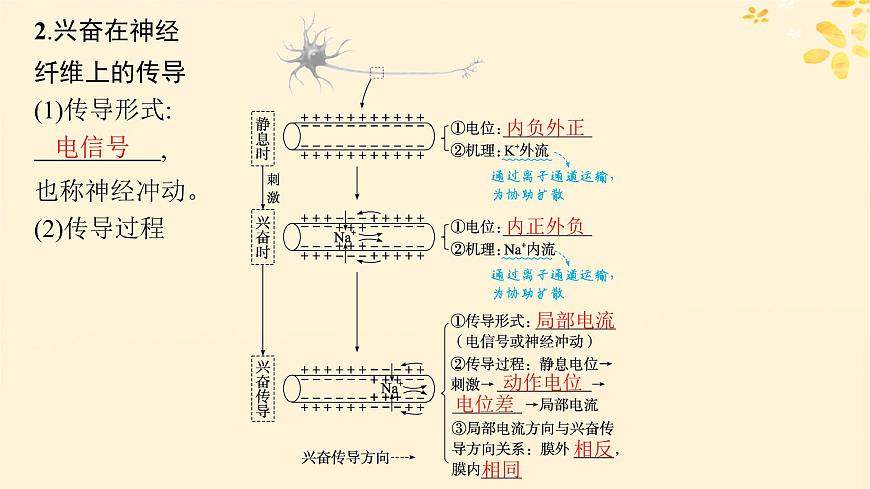 備戰(zhàn)2025屆新高考生物一輪總復(fù)習(xí)第8單元穩(wěn)態(tài)與調(diào)節(jié)第32講神經(jīng)沖動(dòng)的產(chǎn)生傳導(dǎo)和傳遞課件第6頁
