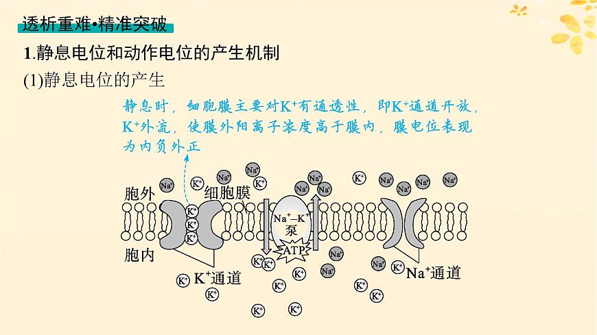 備戰(zhàn)2025屆新高考生物一輪總復(fù)習(xí)第8單元穩(wěn)態(tài)與調(diào)節(jié)第32講神經(jīng)沖動(dòng)的產(chǎn)生傳導(dǎo)和傳遞課件第8頁