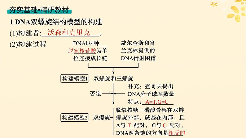 备战2025届新高考生物一轮总复习第6单元遗传的分子基础第24讲DNA的结构和复制基因的本质课件第4页