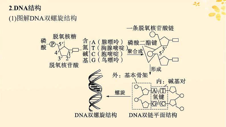 备战2025届新高考生物一轮总复习第6单元遗传的分子基础第24讲DNA的结构和复制基因的本质课件第5页