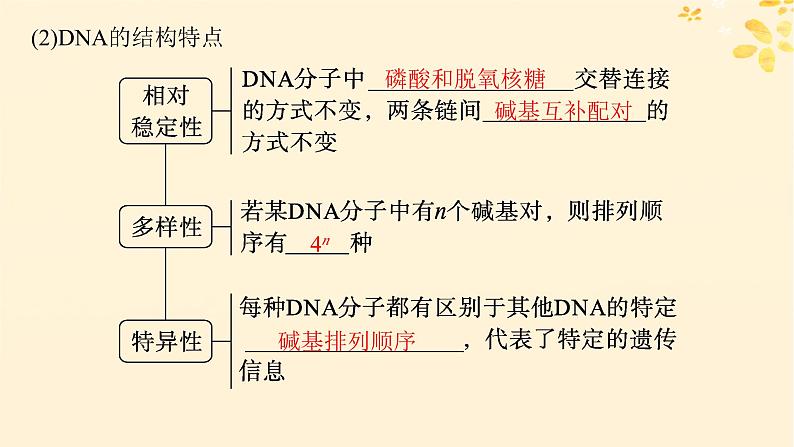 备战2025届新高考生物一轮总复习第6单元遗传的分子基础第24讲DNA的结构和复制基因的本质课件第7页