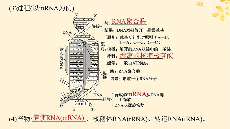备战2025届新高考生物一轮总复习第6单元遗传的分子基础第25讲基因的表达课件第6页