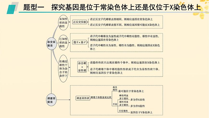 備戰(zhàn)2025屆新高考生物一輪總復(fù)習(xí)第5單元孟德爾遺傳定律與伴性遺傳專題精研課7探究基因在染色體上的位置課件第2頁