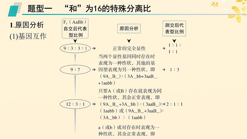 备战2025届新高考生物一轮总复习第5单元孟德尔遗传定律与伴性遗传专题精研课6自由组合定律中的特殊比例课件第2页