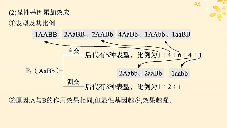 备战2025届新高考生物一轮总复习第5单元孟德尔遗传定律与伴性遗传专题精研课6自由组合定律中的特殊比例课件第4页