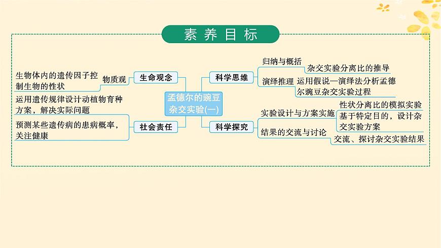 備戰(zhàn)2025屆新高考生物一輪總復(fù)習(xí)第5單元孟德爾遺傳定律與伴性遺傳第19講孟德爾的豌豆雜交實(shí)驗(yàn)一課件第2頁