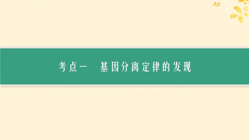 備戰(zhàn)2025屆新高考生物一輪總復(fù)習(xí)第5單元孟德爾遺傳定律與伴性遺傳第19講孟德爾的豌豆雜交實(shí)驗(yàn)一課件第3頁