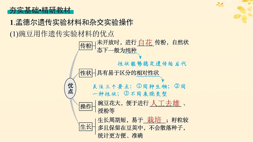 備戰(zhàn)2025屆新高考生物一輪總復(fù)習(xí)第5單元孟德爾遺傳定律與伴性遺傳第19講孟德爾的豌豆雜交實(shí)驗(yàn)一課件第4頁
