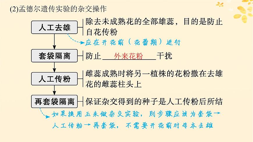 備戰(zhàn)2025屆新高考生物一輪總復(fù)習(xí)第5單元孟德爾遺傳定律與伴性遺傳第19講孟德爾的豌豆雜交實(shí)驗(yàn)一課件第5頁