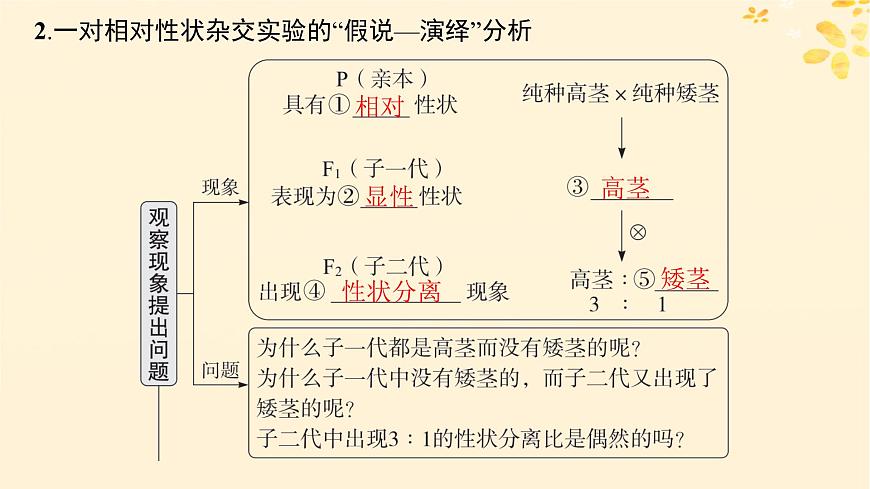 備戰(zhàn)2025屆新高考生物一輪總復(fù)習(xí)第5單元孟德爾遺傳定律與伴性遺傳第19講孟德爾的豌豆雜交實(shí)驗(yàn)一課件第6頁