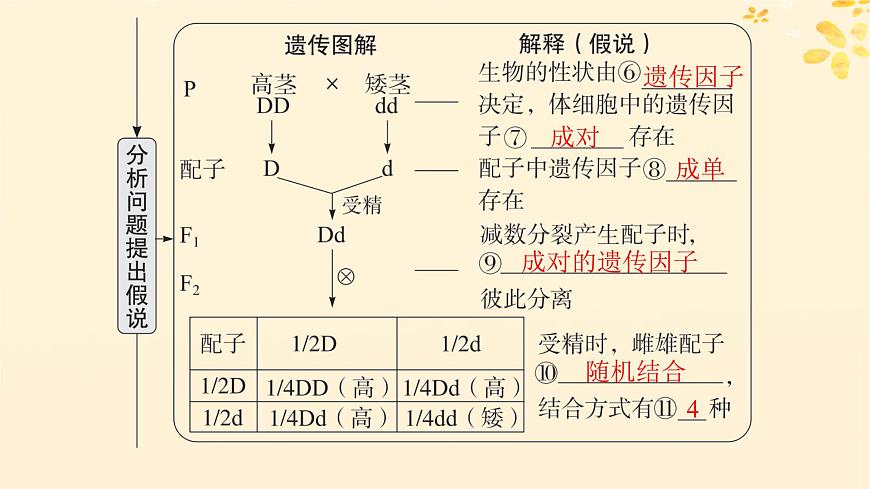 備戰(zhàn)2025屆新高考生物一輪總復(fù)習(xí)第5單元孟德爾遺傳定律與伴性遺傳第19講孟德爾的豌豆雜交實(shí)驗(yàn)一課件第7頁