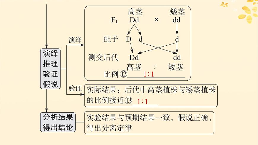 備戰(zhàn)2025屆新高考生物一輪總復(fù)習(xí)第5單元孟德爾遺傳定律與伴性遺傳第19講孟德爾的豌豆雜交實(shí)驗(yàn)一課件第8頁