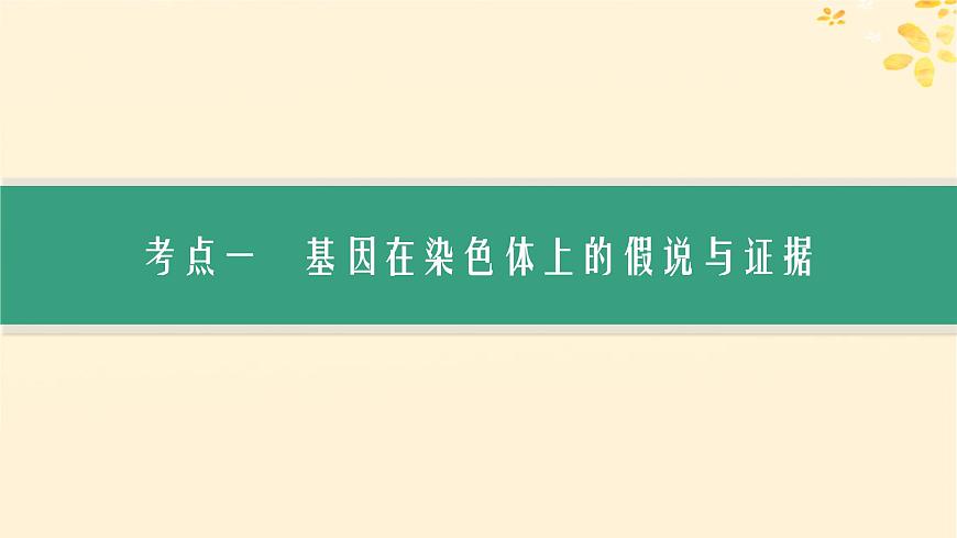 備戰(zhàn)2025屆新高考生物一輪總復(fù)習(xí)第5單元孟德?tīng)栠z傳定律與伴性遺傳第21講基因在染色體上伴性遺傳課件第3頁(yè)
