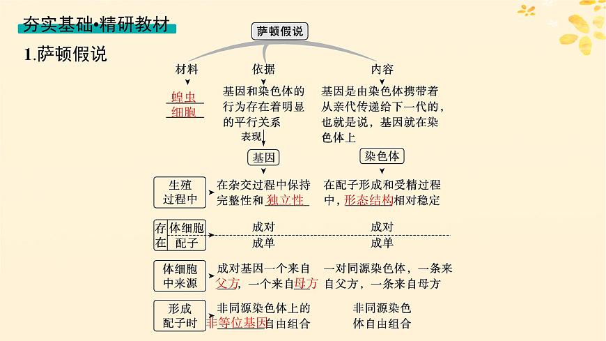 備戰(zhàn)2025屆新高考生物一輪總復(fù)習(xí)第5單元孟德?tīng)栠z傳定律與伴性遺傳第21講基因在染色體上伴性遺傳課件第4頁(yè)