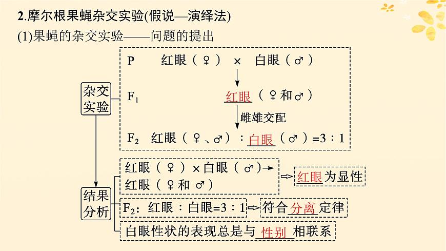 備戰(zhàn)2025屆新高考生物一輪總復(fù)習(xí)第5單元孟德?tīng)栠z傳定律與伴性遺傳第21講基因在染色體上伴性遺傳課件第5頁(yè)