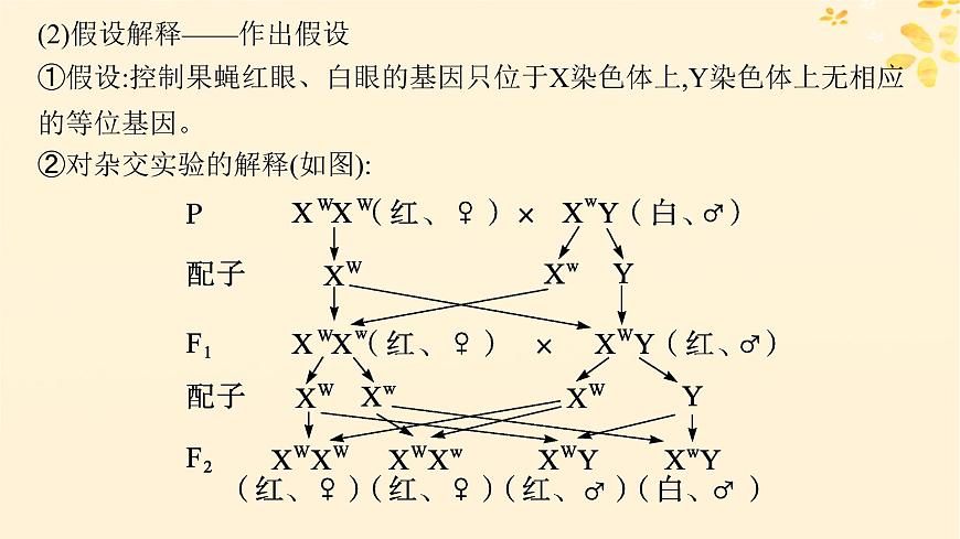 備戰(zhàn)2025屆新高考生物一輪總復(fù)習(xí)第5單元孟德?tīng)栠z傳定律與伴性遺傳第21講基因在染色體上伴性遺傳課件第6頁(yè)