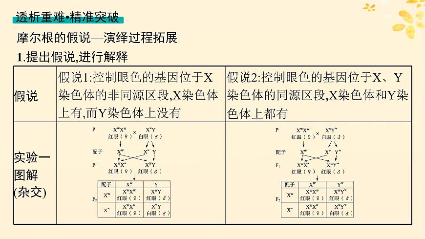 備戰(zhàn)2025屆新高考生物一輪總復(fù)習(xí)第5單元孟德?tīng)栠z傳定律與伴性遺傳第21講基因在染色體上伴性遺傳課件第8頁(yè)