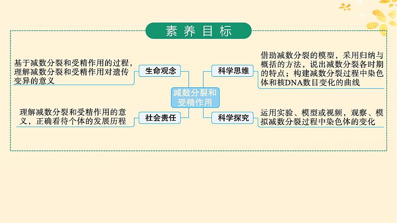 备战2025届新高考生物一轮总复习第4单元细胞的生命历程第17讲减数分裂和受精作用课件第2页