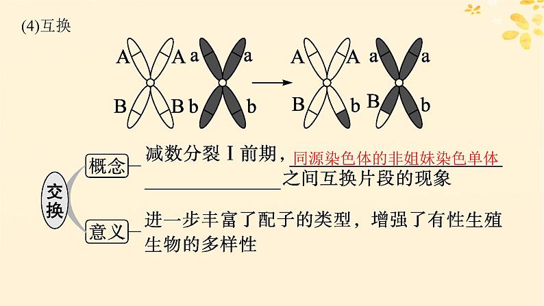 备战2025届新高考生物一轮总复习第4单元细胞的生命历程第17讲减数分裂和受精作用课件第7页