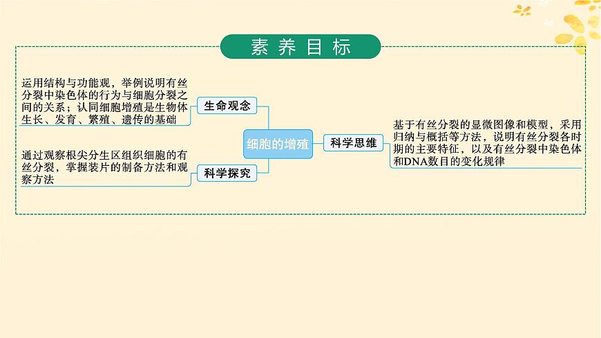 備戰(zhàn)2025屆新高考生物一輪總復(fù)習(xí)第4單元細胞的生命歷程第16講細胞的增殖課件第2頁