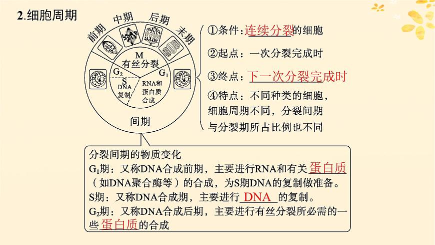 備戰(zhàn)2025屆新高考生物一輪總復(fù)習(xí)第4單元細胞的生命歷程第16講細胞的增殖課件第5頁