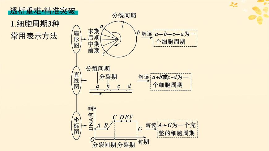 備戰(zhàn)2025屆新高考生物一輪總復(fù)習(xí)第4單元細胞的生命歷程第16講細胞的增殖課件第8頁