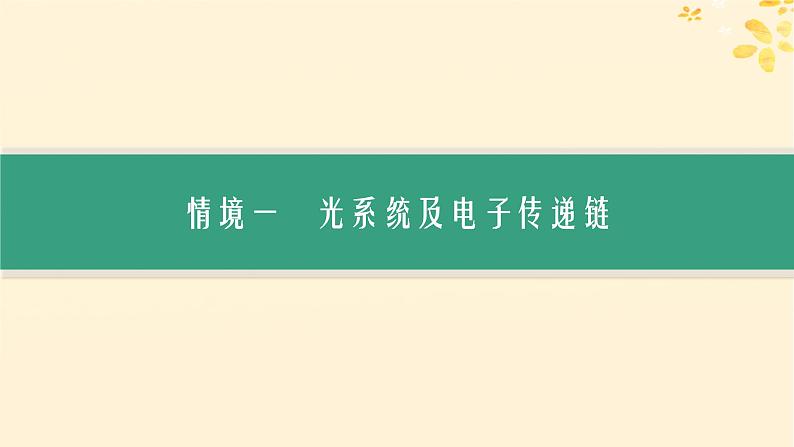 备战2025届新高考生物一轮总复习第3单元细胞的代谢情境突破课3光系统及电子传递链二氧化碳固定途径光呼吸课件第2页